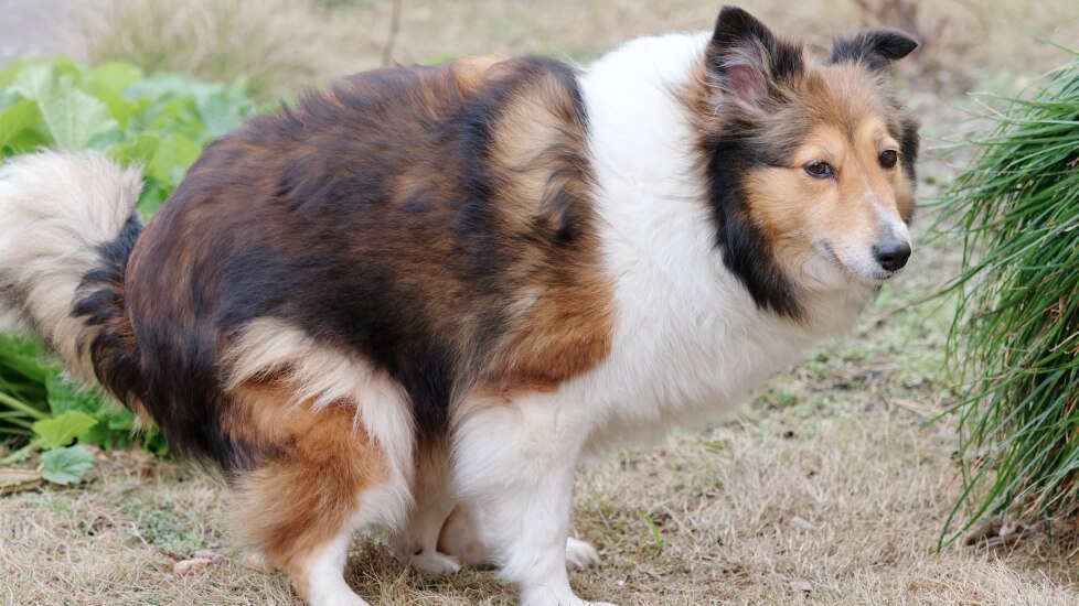 what can I give my dog for constipation; a dog straining to poop.